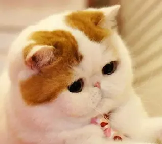 摸鱼鱼最新手机版 摸鱼鱼最新手机版