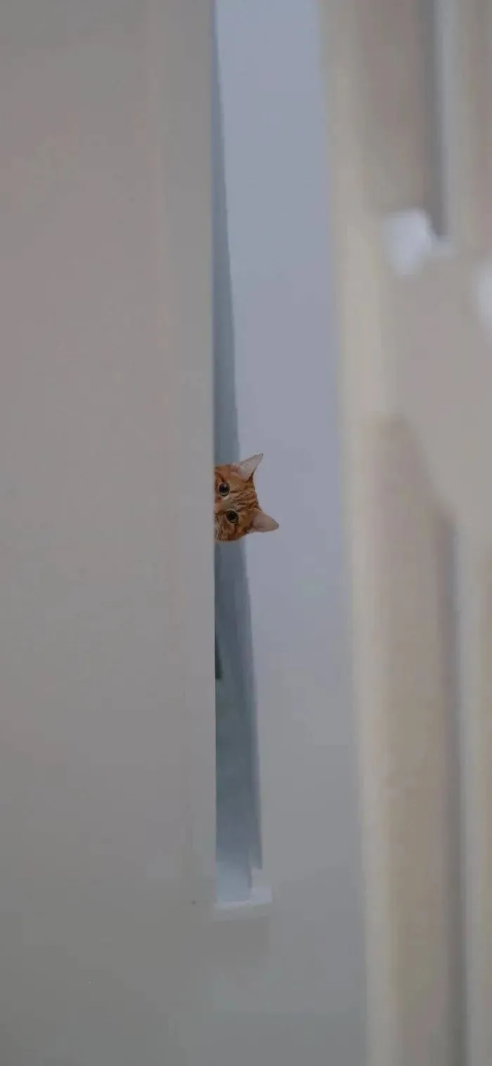 ���ı�ֽv1.4.2 ��׿��