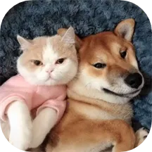 �ȳ跭���������ֻ���v1.1 �ٷ�����