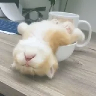 ��ƿ��Ƶ2026�ٷ����°汾v1.0.0 ��Ѱ�