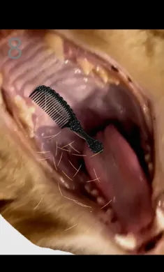 ��è��ë��׿���ֻ���v1.0 �ֻ���