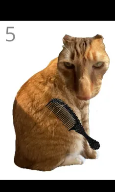 ��è��ë��׿���ֻ���v1.0 �ֻ���