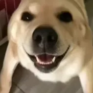 �󹷽���Ϸ������ư氲׿���ֻ���v1.1 �ֻ���